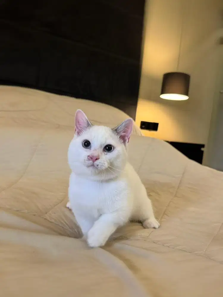 kucing munchkin cebol