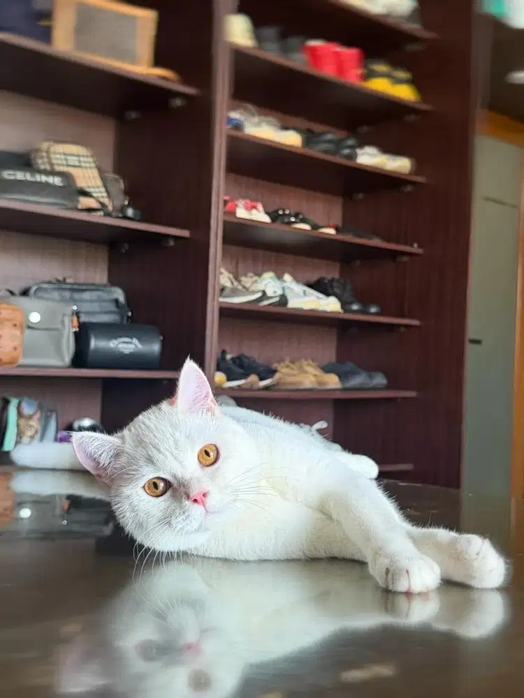 kucing british shorthair bsh