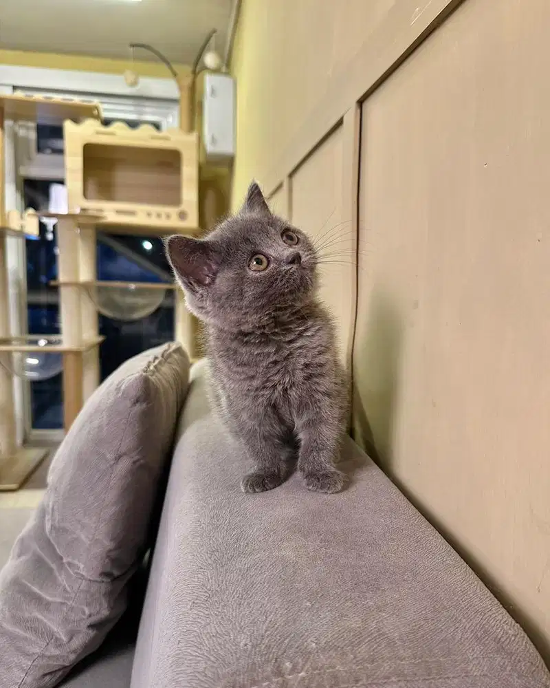 Kucing british shorthair Bsh blue solid