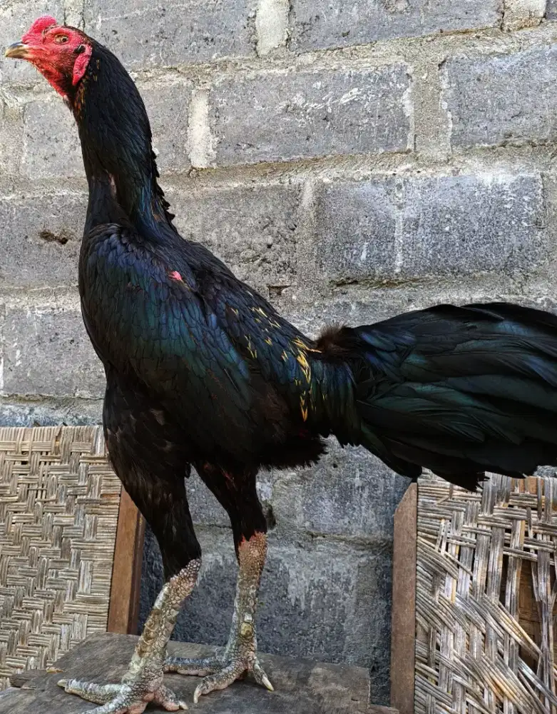 Ayam Bangkok Pakhoy Pukul K.O