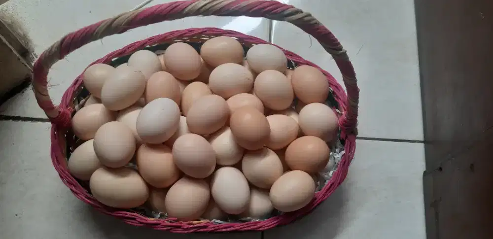 Telur Ayam Kampung