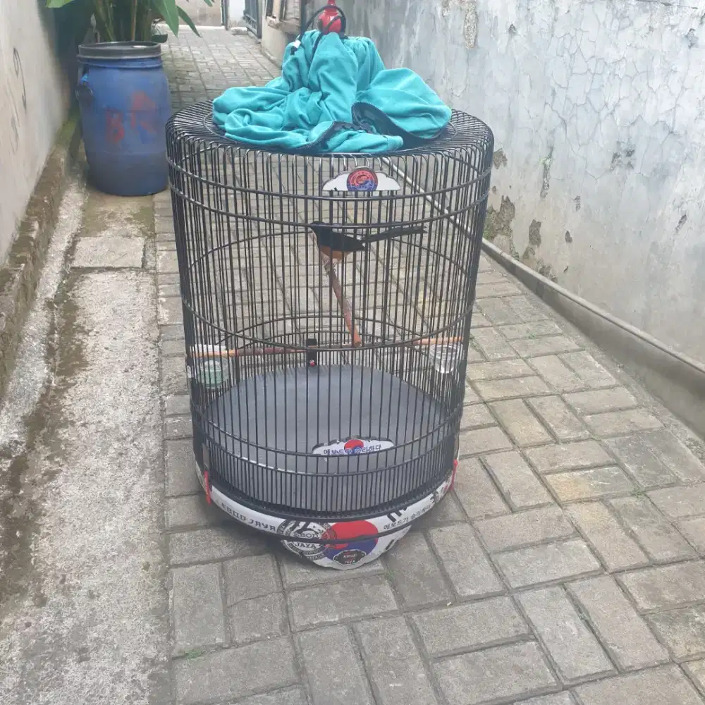 Burung murai medan
