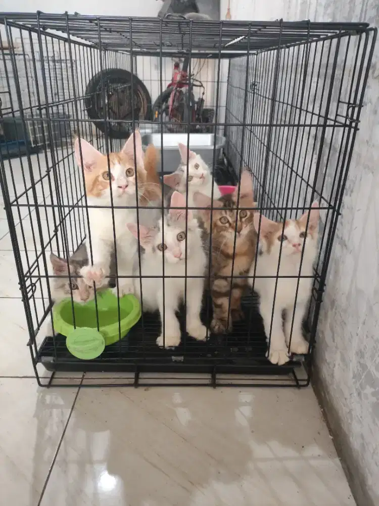 Kucing maincoon