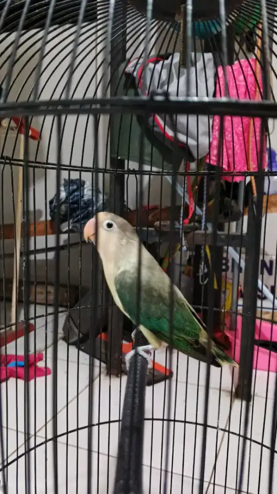 Burung Lovebird