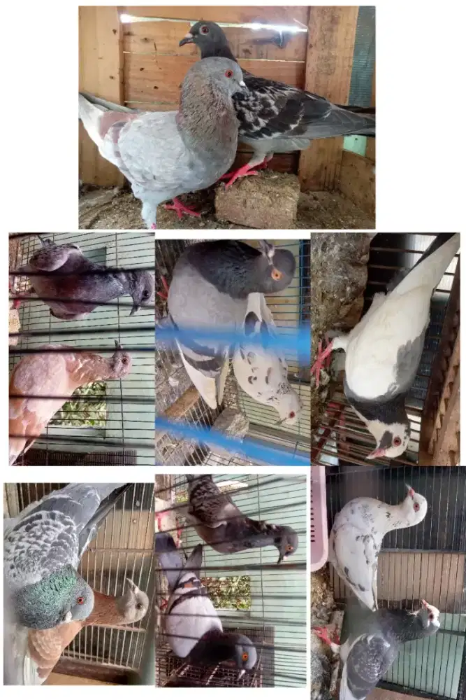 Merpati dan anakan