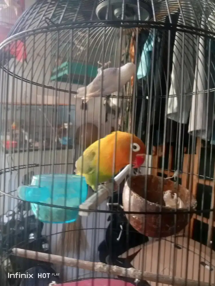 sepasang love bird fullset