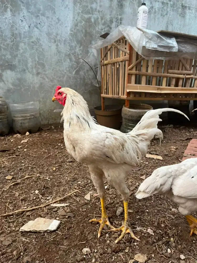 Ayam Jago 2 ekor dan Betina siap bertelur 4 ekor