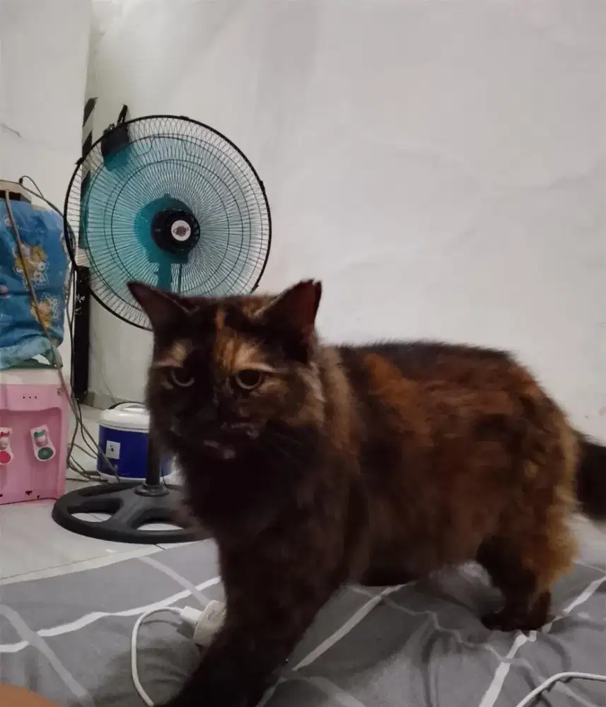 KUCING BETINA PERSIA