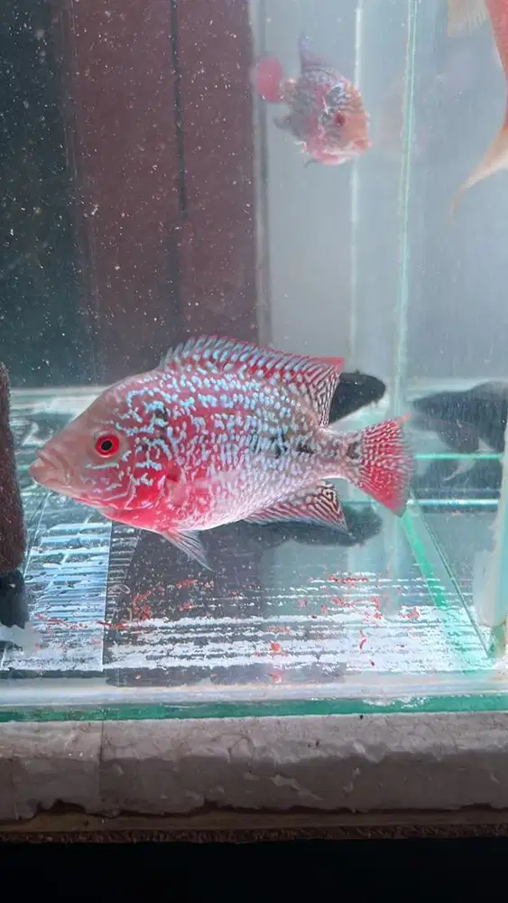 Ikan Louhan anakan dan remaja