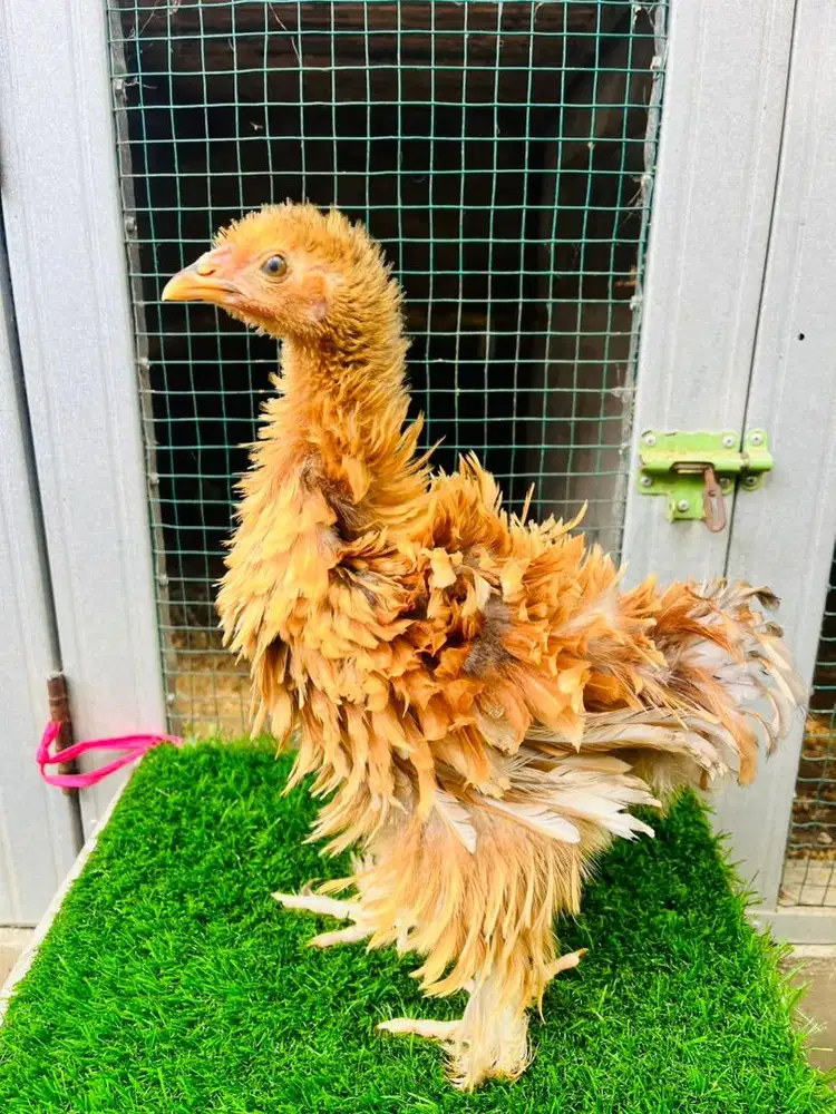 Anakan ayam brahma walik