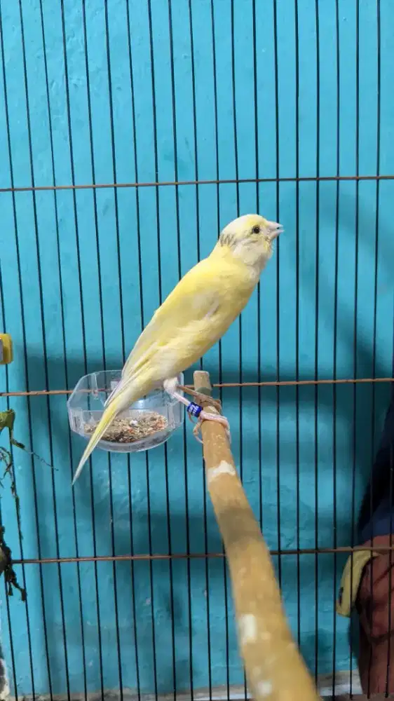 Burung kenari F1SF F1BB paud jantan
