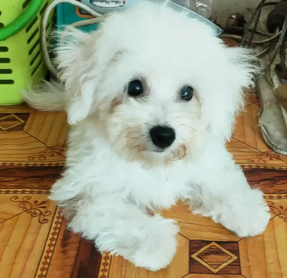 BICHON FRISE JANTAN STAMBUM VAKSIN KUALITAS BAGUS