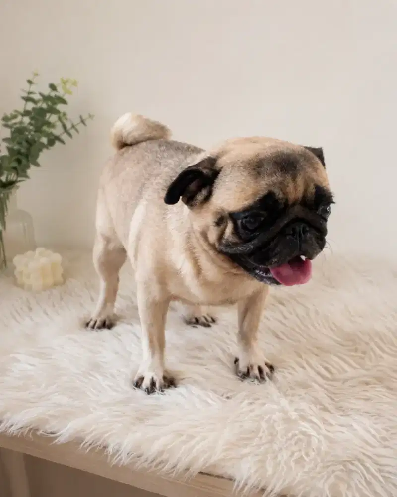 pug betina stambum