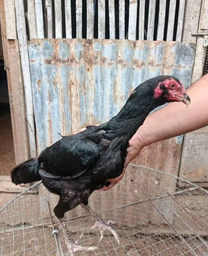 Jual Ayam Betina Pakhoy