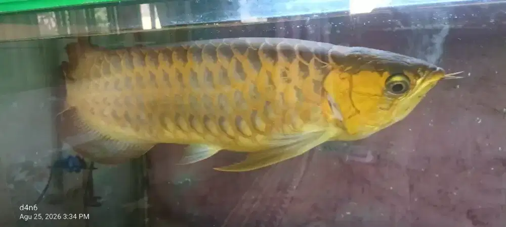 Dijual Arwana Golden Red pontianak