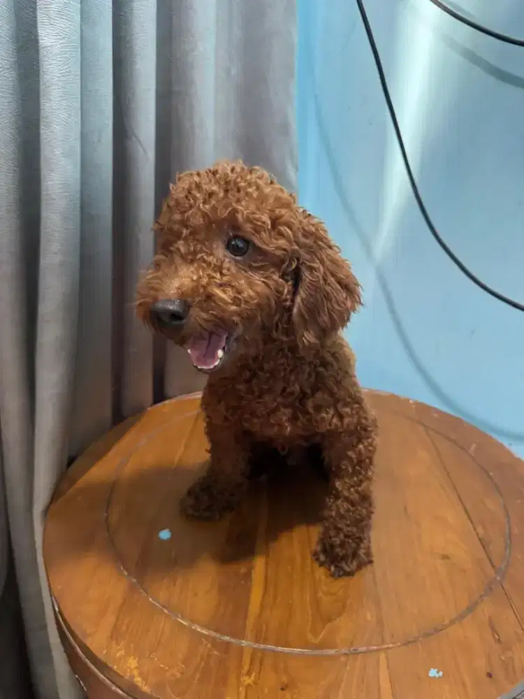 jasa pacak poodle stambun resmi perkin