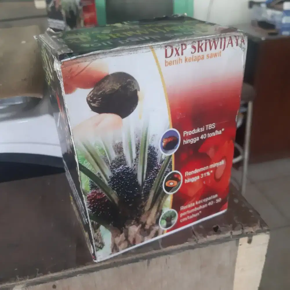(Cuci Gudang) Bibit Benih Kelapa Sawit DXP Sriwijaya 6
