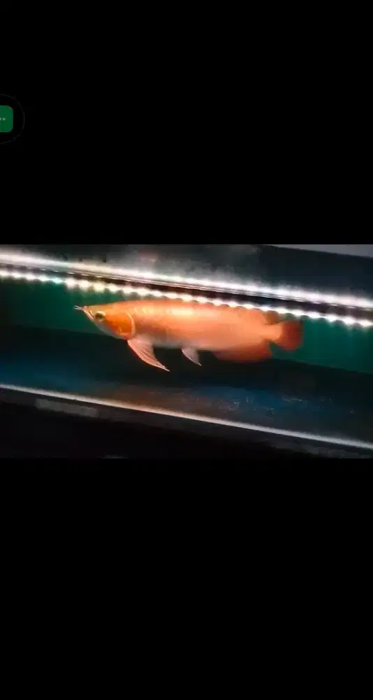 Ikan arwana super red