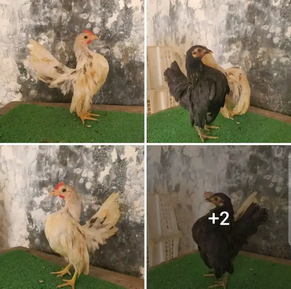 Sepasang serama remaja warna cakep