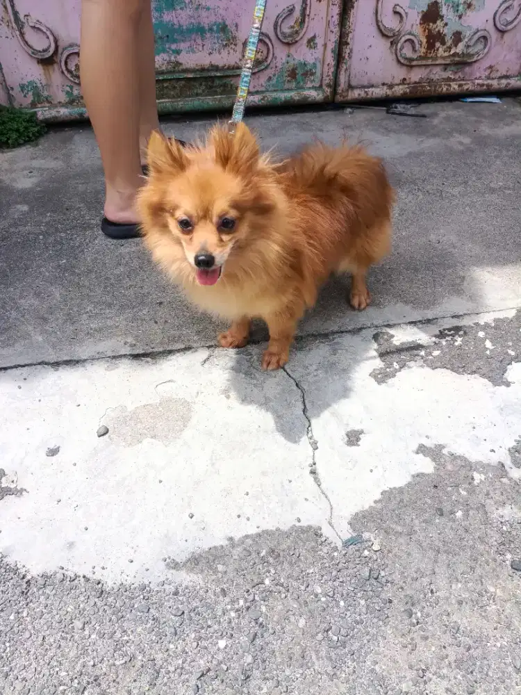 minipom dan chihuahua