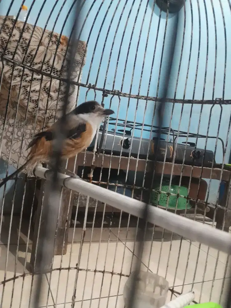 Cendet pilis masih muda