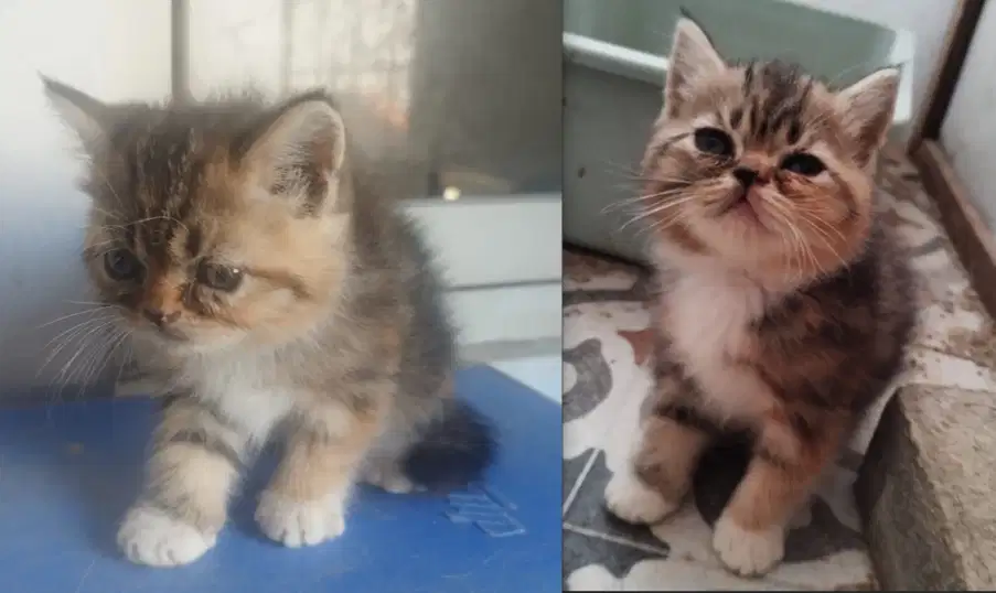 Oper adaopt kucing Kitten silang Persia-Anggora Betina Free