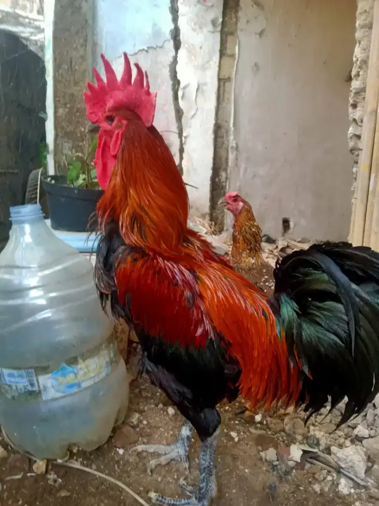 Ayam pelung sepasang