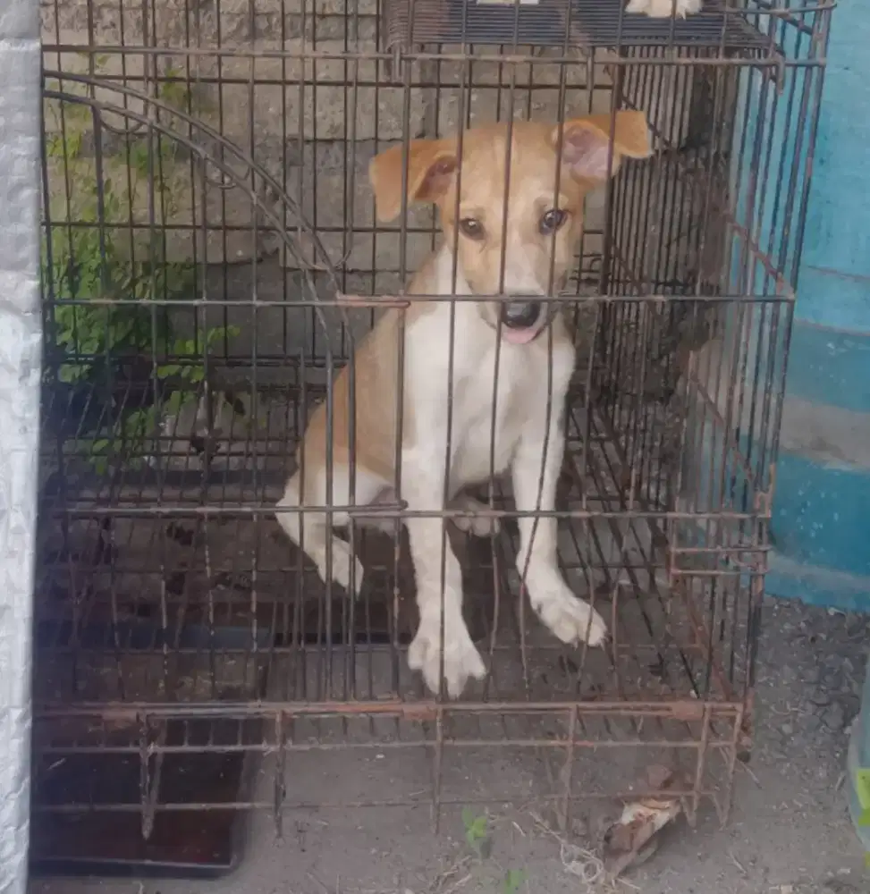 Ganti Pakan Anjing Penjaga Rumah Nett