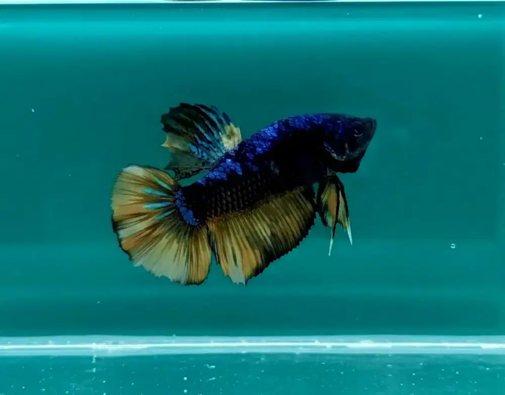 ikan cupang giant avatar goku Bo 5,5 Cm