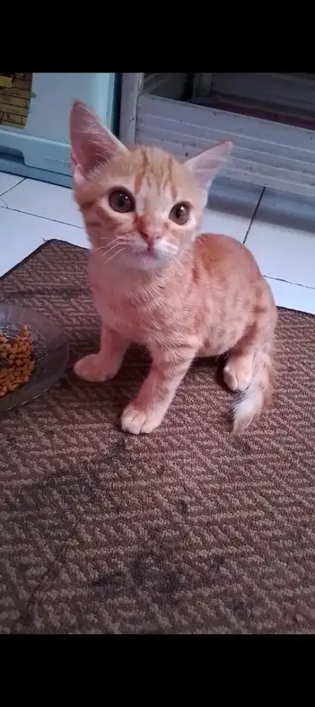 JUAL KITTEN PERSIAN JANTAN 5 BULAN MURAH
