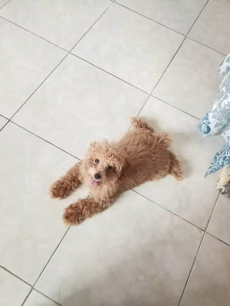 DIJUAL CEPAT POODLE TINY RED JANTAN SUDAH VAKSIN + FREE KANDANG SEDANG