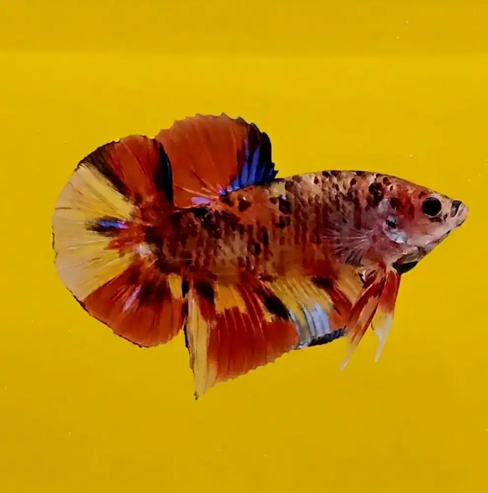 ikan cupang giant multicolor