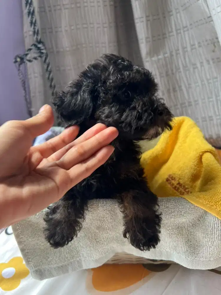 anjing toy poodle