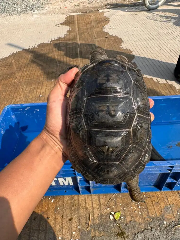Aldabra 17cm normal scute