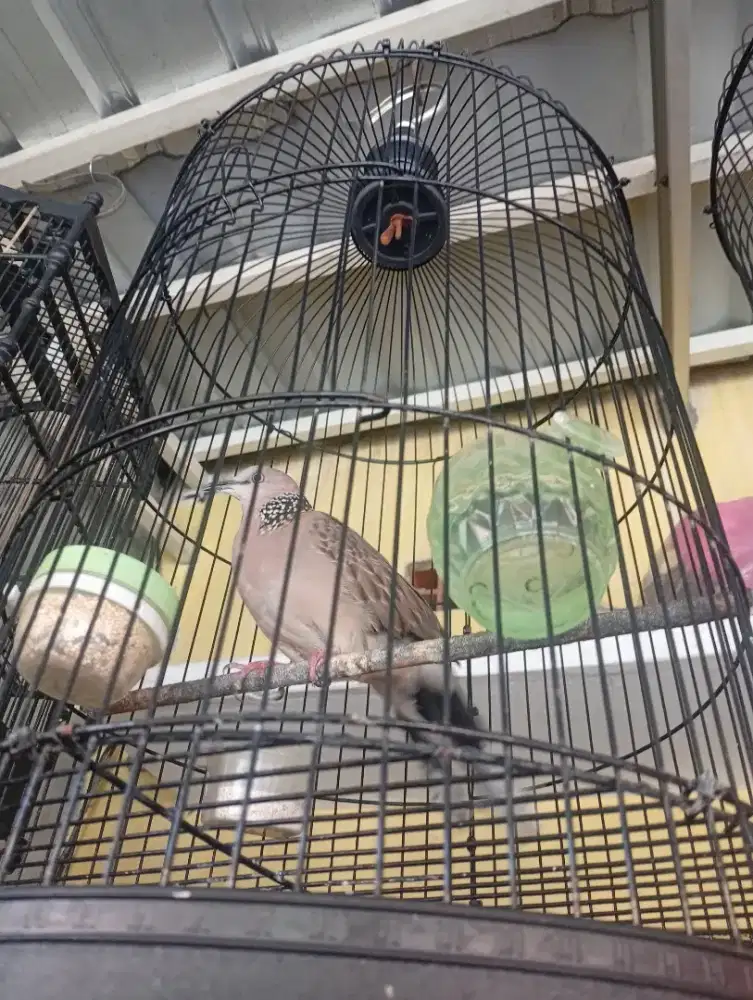 Burung derkuku lokal alam jantan bunyi