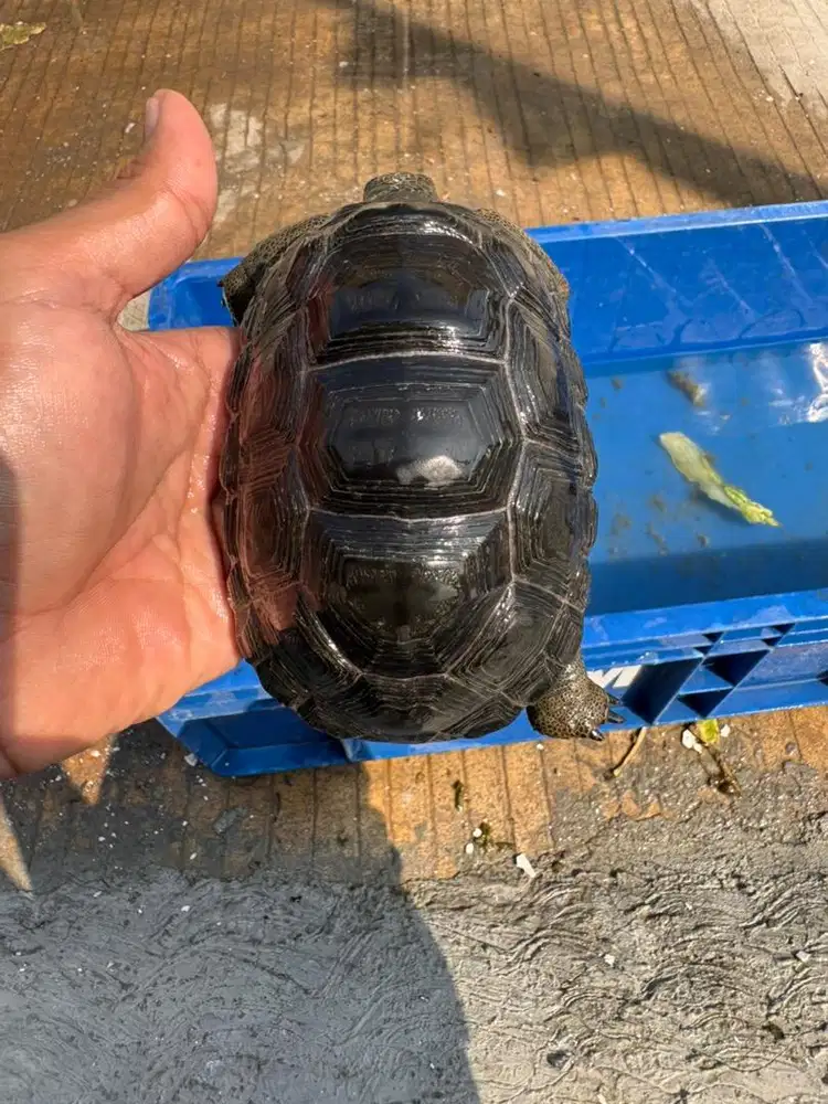 Aldabra 12cm normal scute