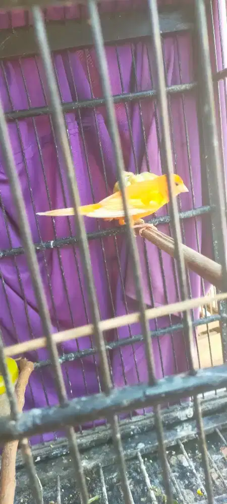 Kenari orange gacor