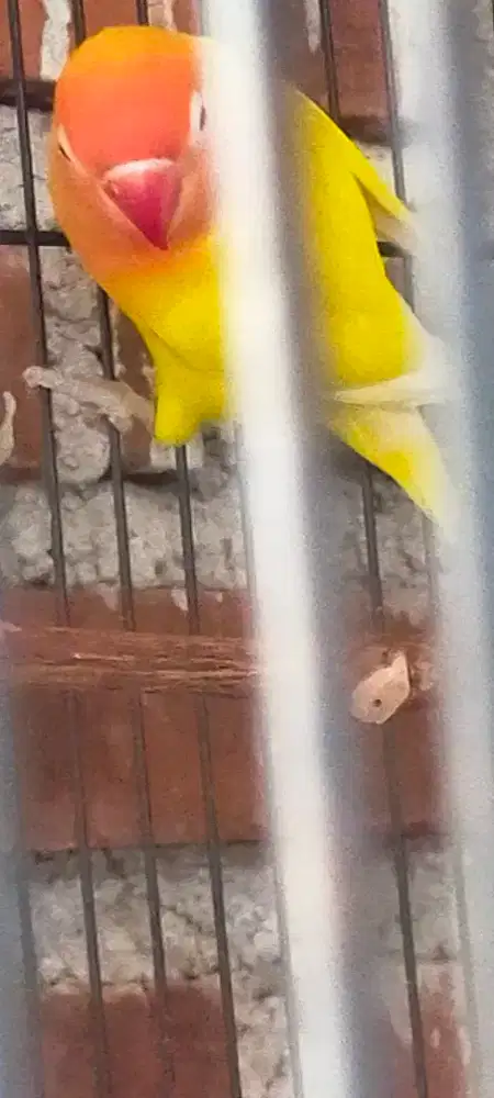 Lutino merah gacor