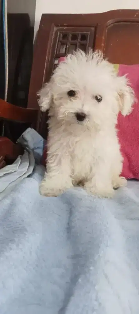 Toy poodle putih dan fawn jantan