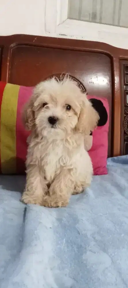 Toy poodle putih dan fawn jantan