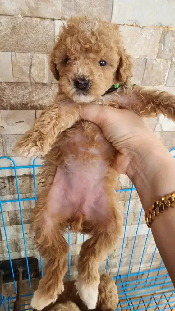 Anakan Poodle Jantan Murahhh
