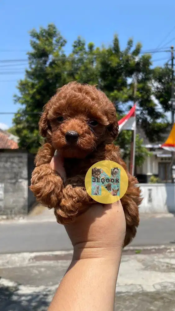 Tiny poodle kecil betina