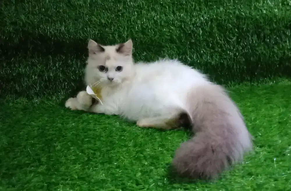 Kitten Ragdoll Jantan