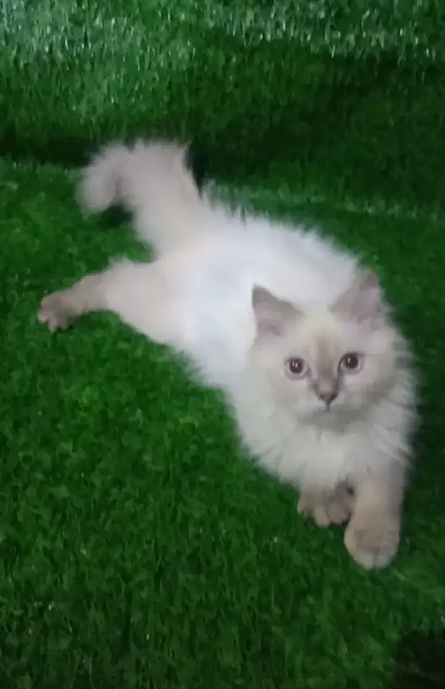 Kucing Ragdoll Jantan