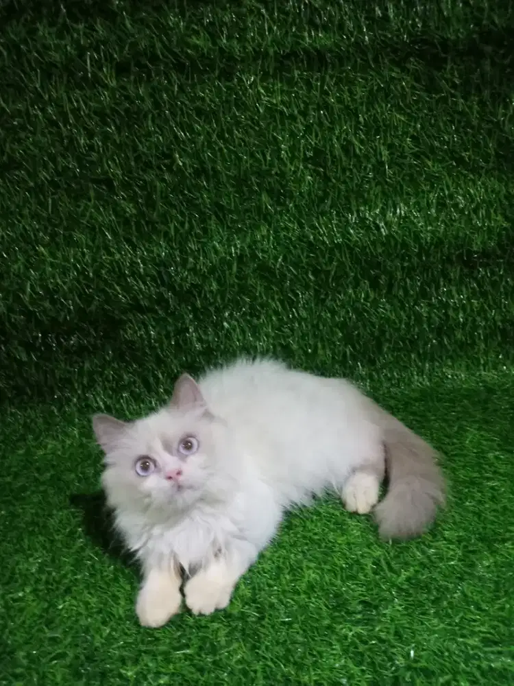 Kucing Ragdoll Jantan