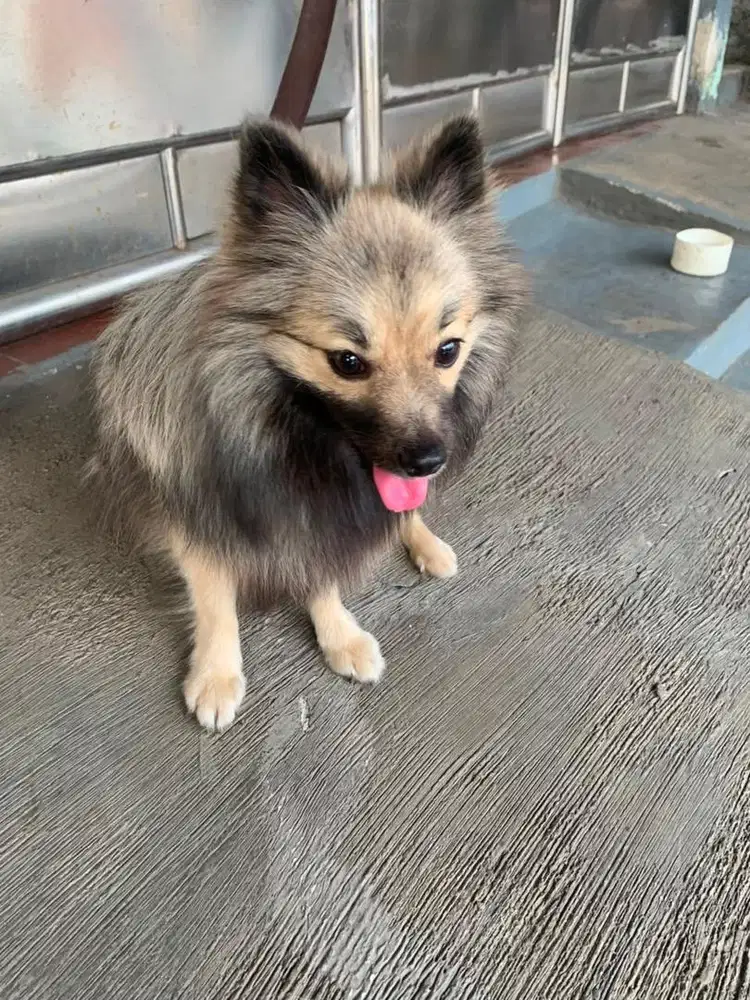 Anjing minipom super minipom