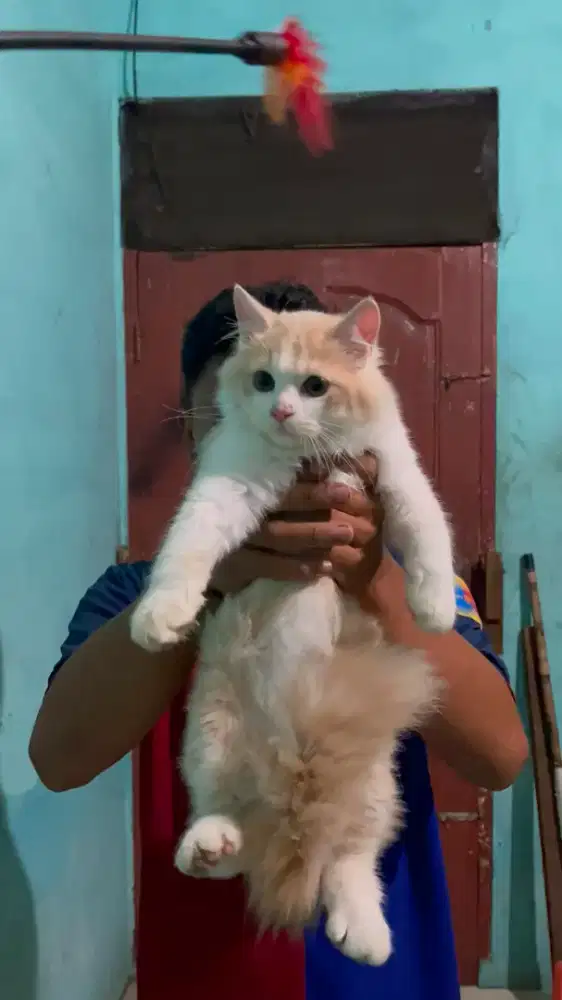 KUCING PERSIA BETINA
