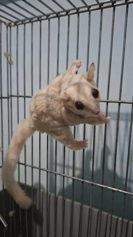 Sugar Glider Creamino betina