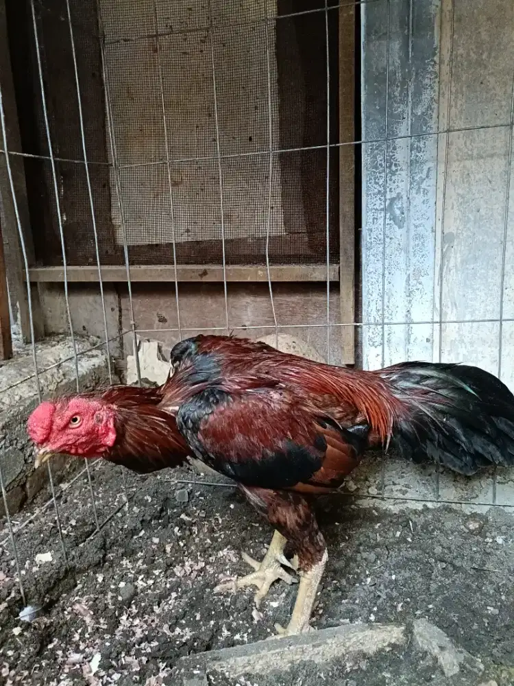 Ayam ganoi+asel super mewah pacek terlmpir minus kuku tengah tidak ada