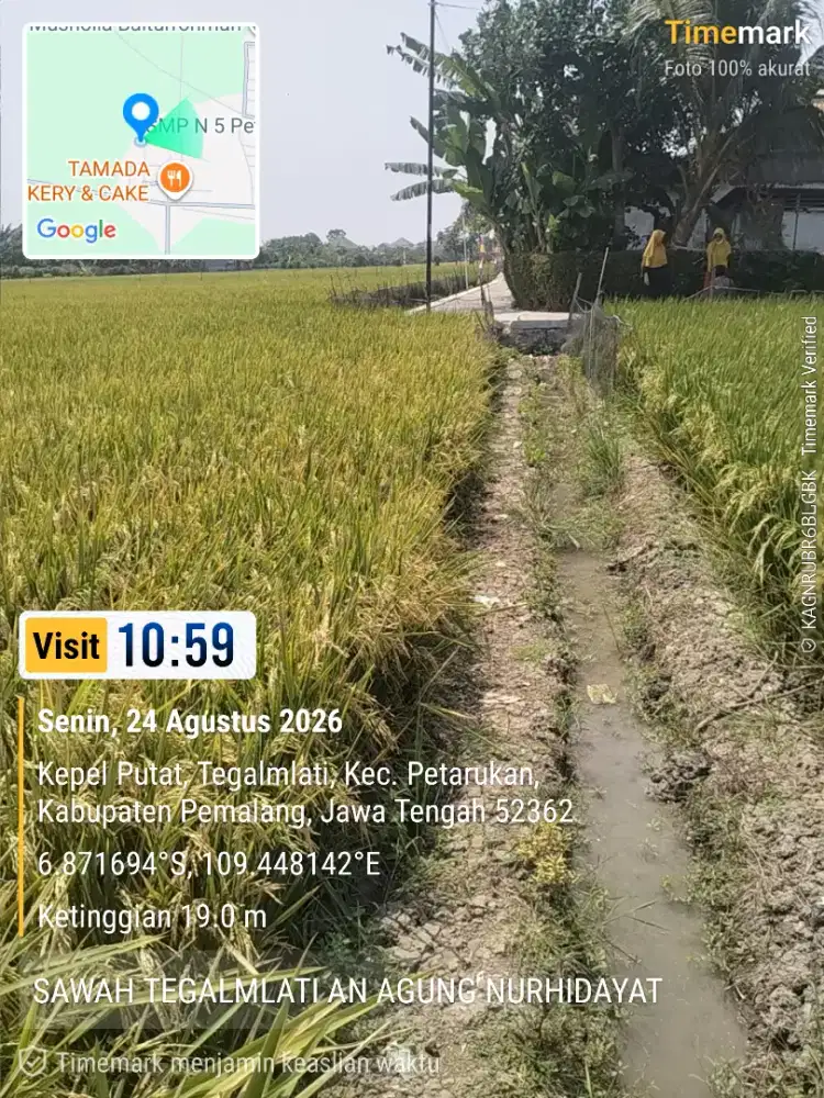 Sawah Produktif di TegalMlati Petarukan seluas 3225 M² SHM a.n Sendiri